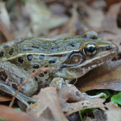 New Frog